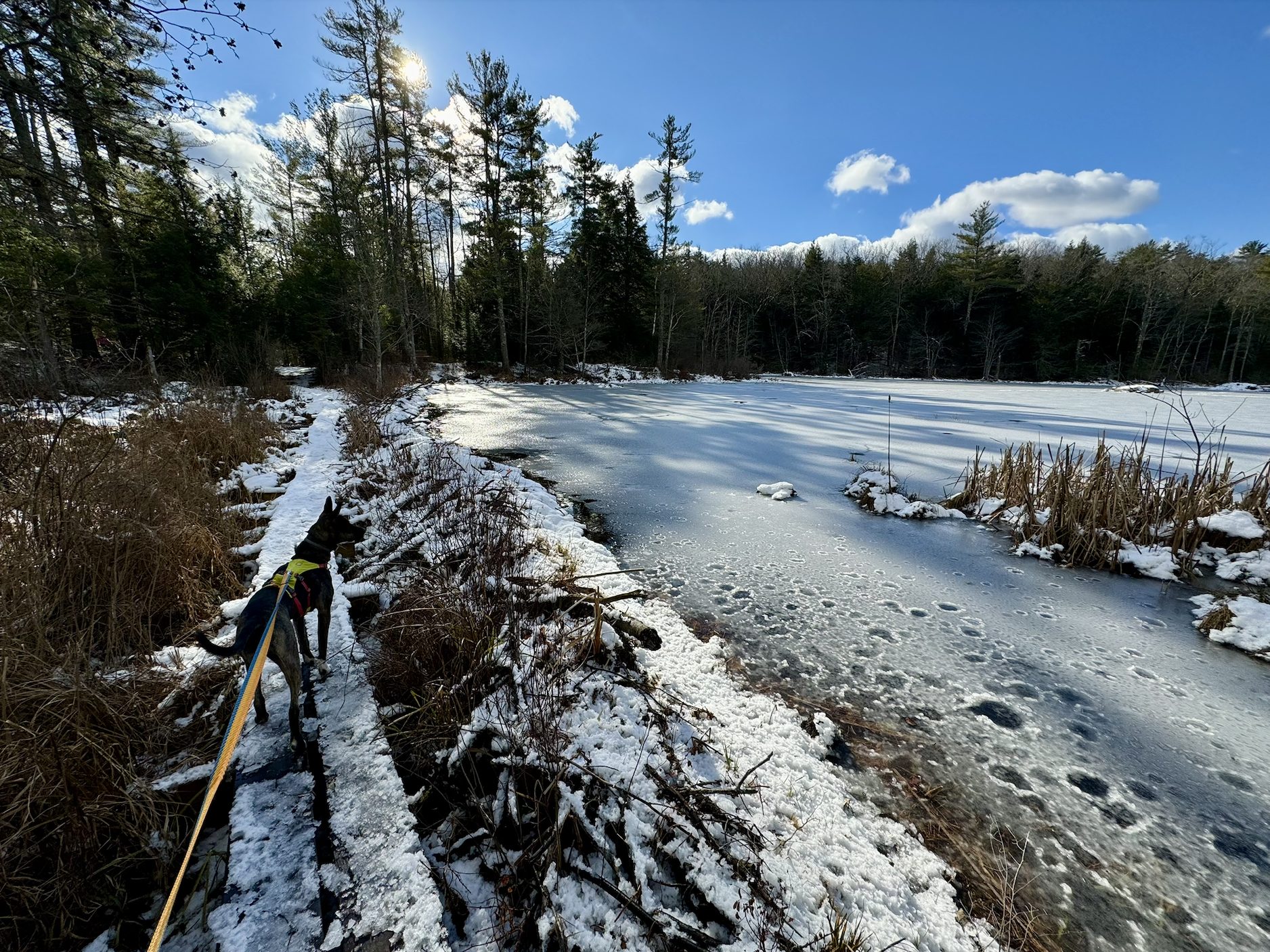 view of dog on walking trail over looking the pond